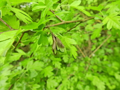Monilinia johnsonii
