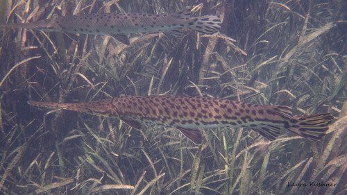 Longnose Gar
