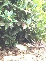 Pipilo erythrophthalmus