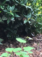 Pipilo erythrophthalmus