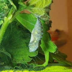 Vanessa atalanta atalanta