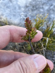 Hermannia concinnifolia