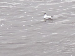 Chroicocephalus ridibundus