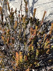 Hermannia concinnifolia