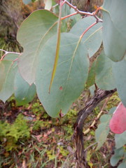 Eucalyptus tasmaniensis