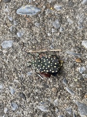 Protaetia niveoguttata