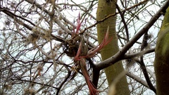 Tillandsia circinnatioides