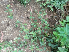 Acalypha monostachya