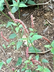 Acalypha monostachya