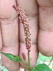 Acalypha monostachya