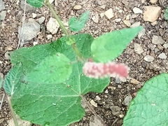 Acalypha monostachya
