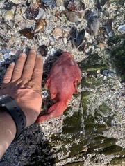 Chorisochismus dentex