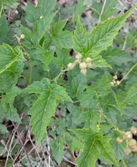 Rubus crataegifolius