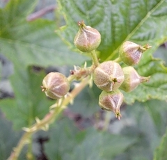 Rubus crataegifolius
