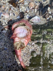 Chorisochismus dentex