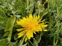 Taraxacum officinale