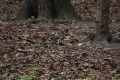 Dendrocopos major