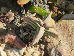 Crassula congesta