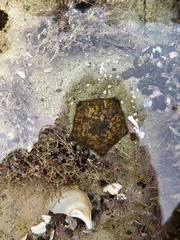 Meridiastra mortenseni