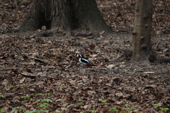 Dendrocopos major