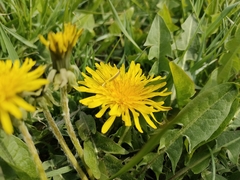 Taraxacum officinale