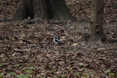Dendrocopos major