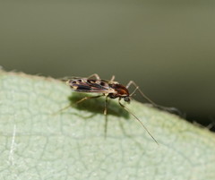 Nasuticladius wilsoni