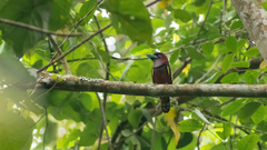 Eurylaimus javanicus