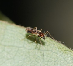 Nasuticladius wilsoni