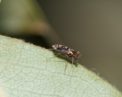 Nasuticladius wilsoni