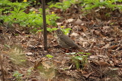 Turdus philomelos