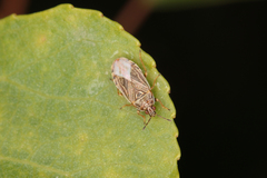 Chilacis typhae