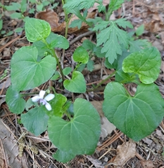 Viola arcuata