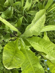 Centaurea macrocephala