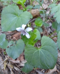 Viola arcuata