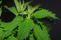 Vanessa atalanta atalanta