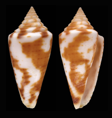 Conus burryae