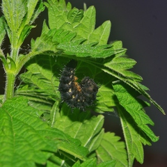 Vanessa atalanta atalanta