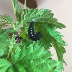 Vanessa atalanta atalanta