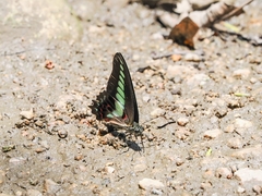Graphium sarpedon