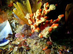 Parazoanthus capensis