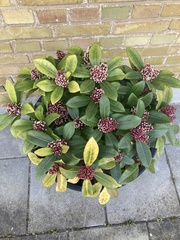 Skimmia