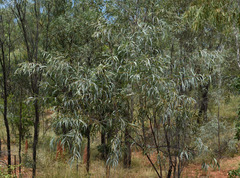Acacia julifera