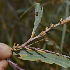 Acacia julifera
