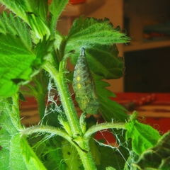 Vanessa atalanta atalanta