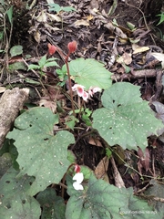 Begonia annulata