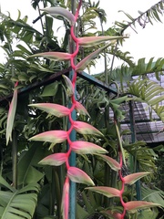 Heliconia chartacea
