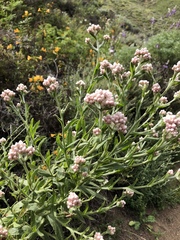 Pseudognaphalium ramosissimum