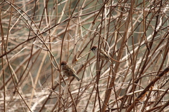 Passer montanus