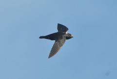 Streptoprocne biscutata